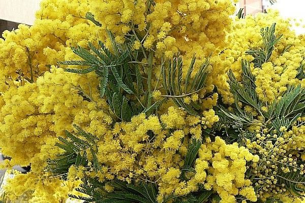 Festa della Donna - Pranzo dell'Associazione